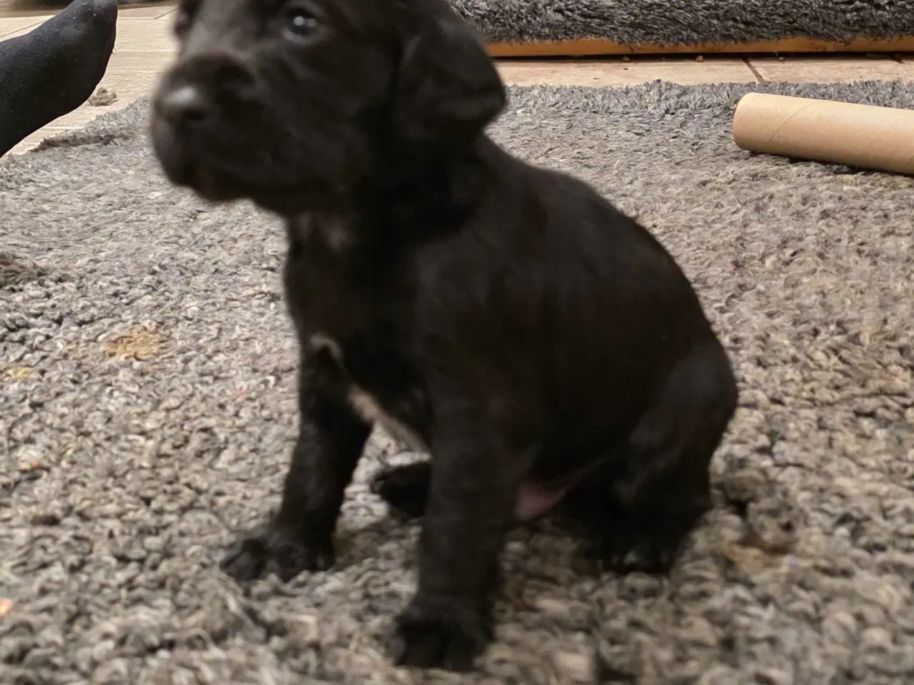 Billede 6 - FT Cocker Hvalpe.