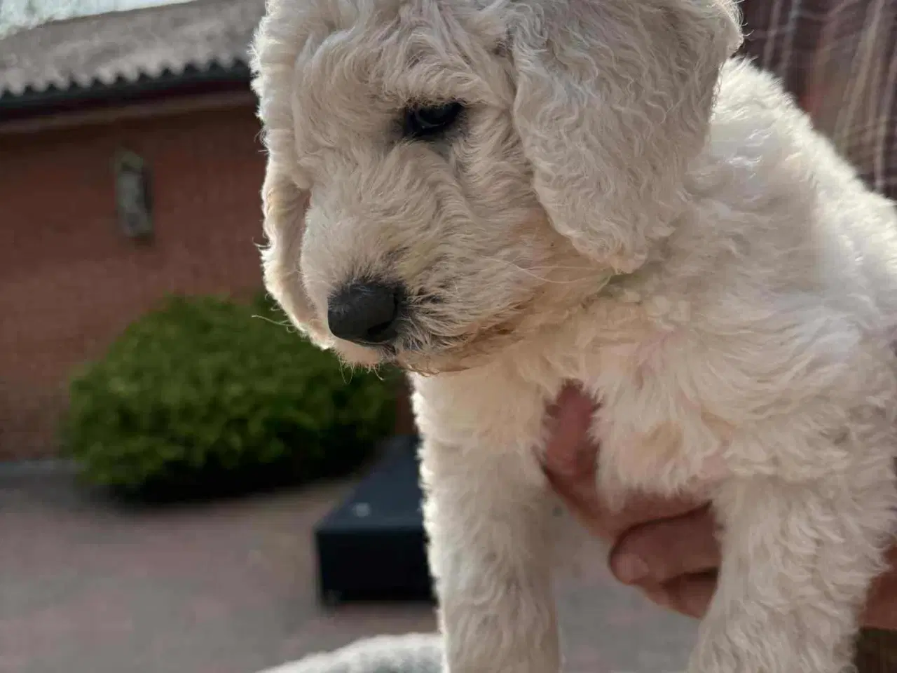 Billede 7 -  Goldendoodle 2. generation 