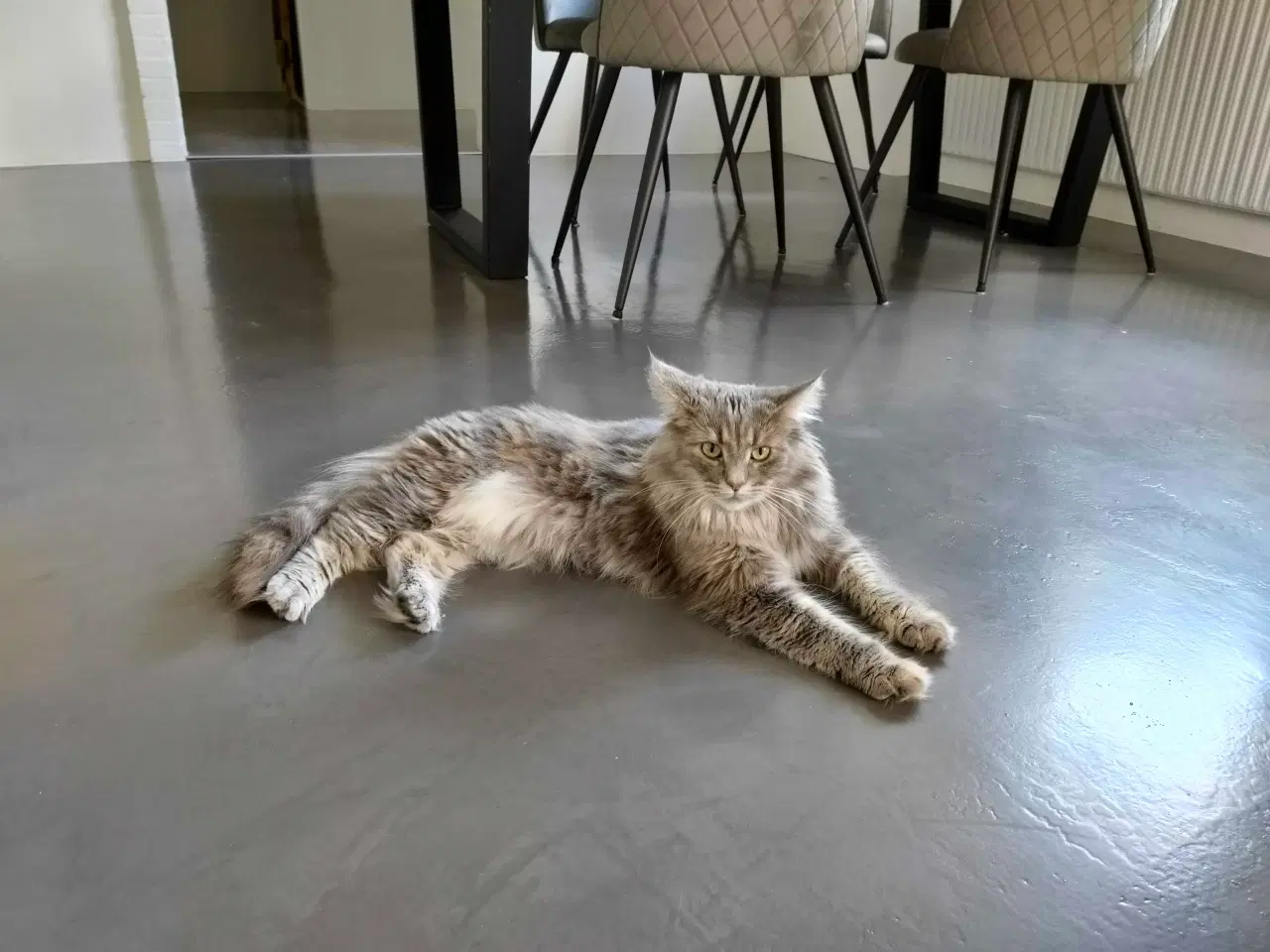 Billede 6 - Maine coon killing