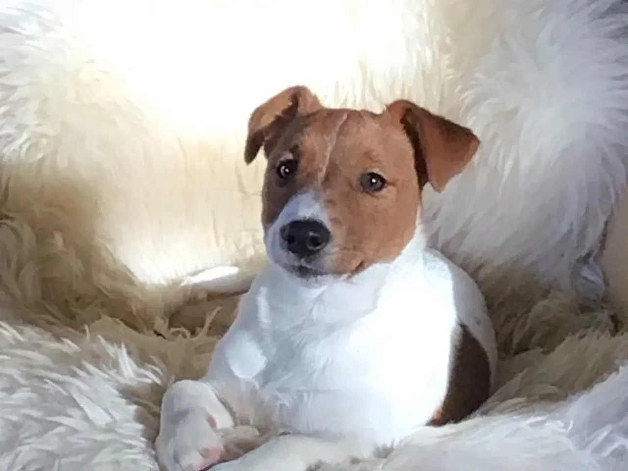 Billede 3 - Jack Russell Han 1 år - DKK stamtavle 