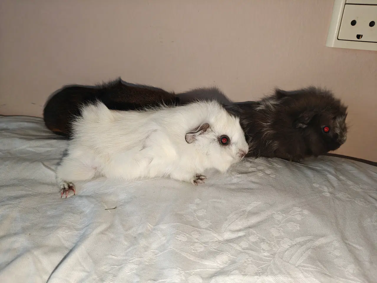 Billede 1 - Marsvine babyer