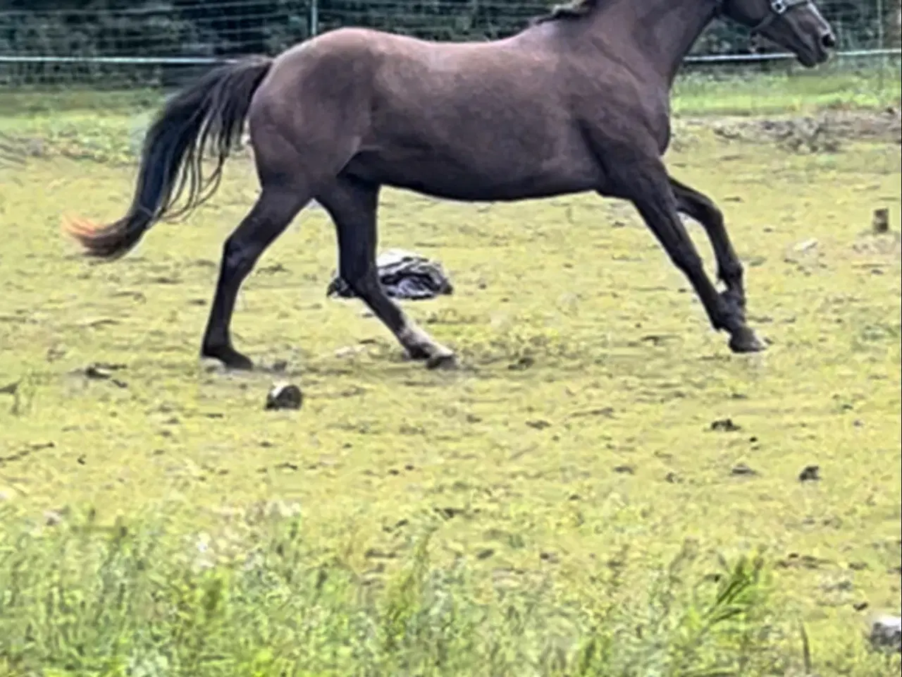 Billede 2 - Chance hest connemara/palomino