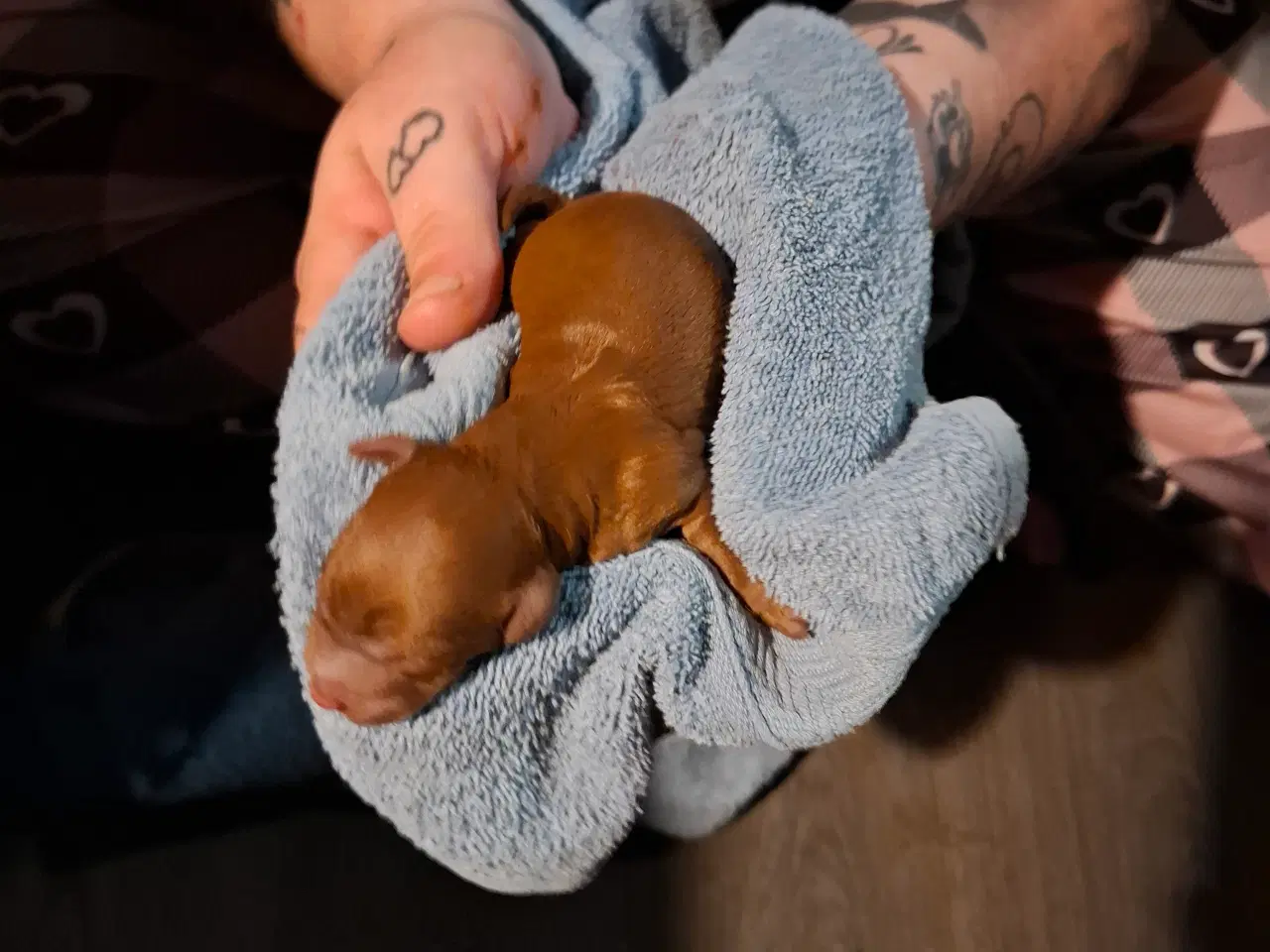 Billede 17 - Dværg Puddel hvalpe 1 pige 2 drenge
