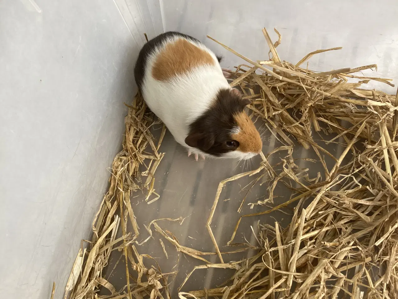Billede 1 - Korthåret Marsvin 🐹 