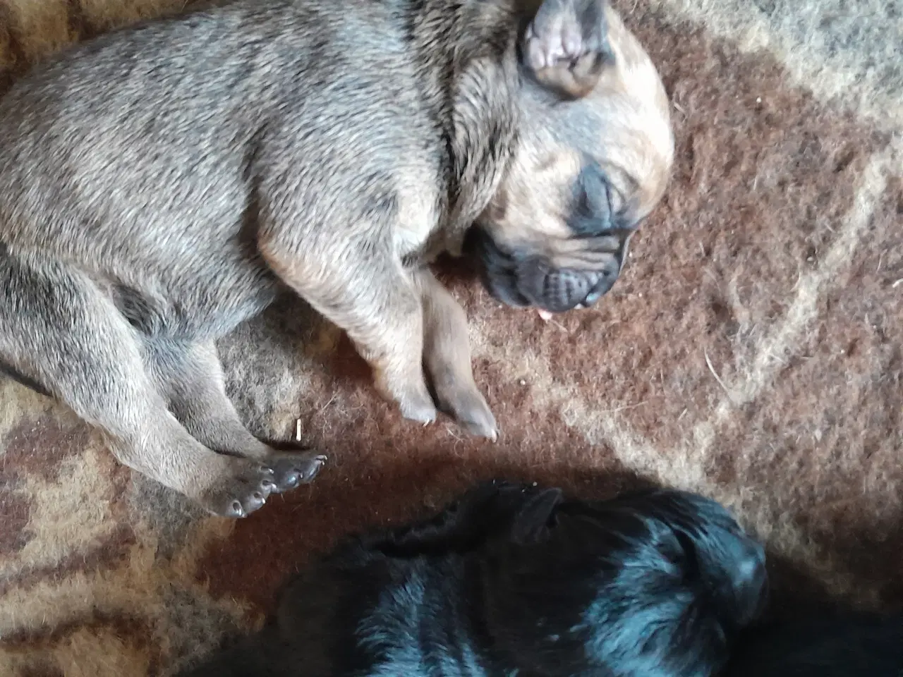 Billede 13 - Cane Corso Hvalpe Sælges. Læs helle teksten. 