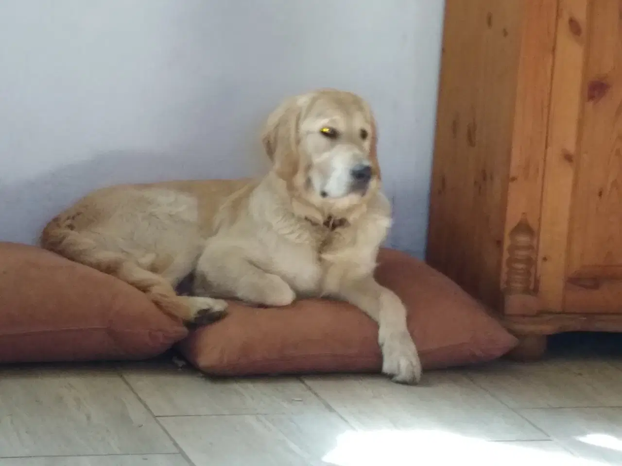 Billede 10 - Verdens smukkeste Golden Retriever hvalpe