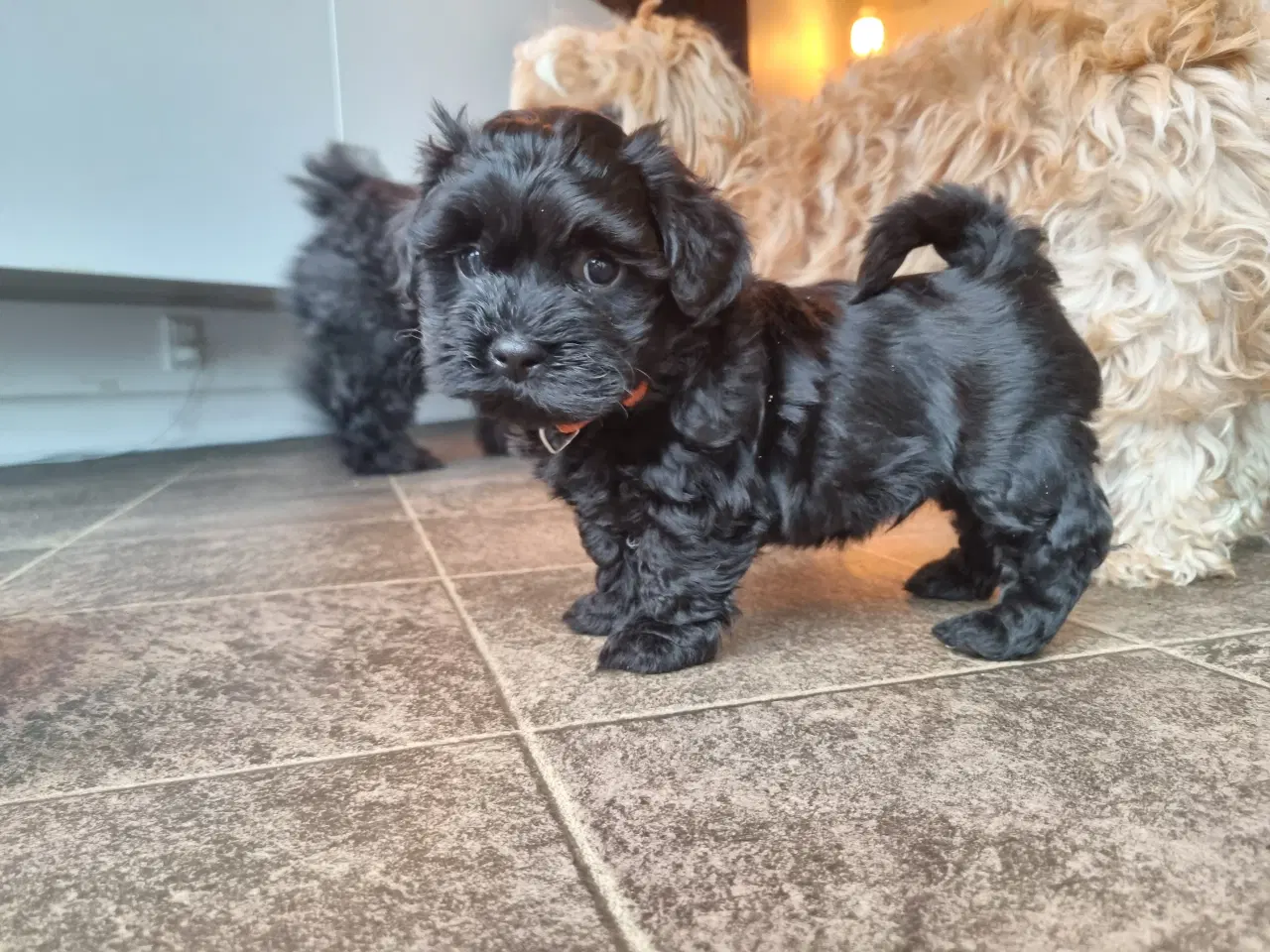 Billede 6 - Skønne Bichon Havanais-hvalpe søger kærlige hjem