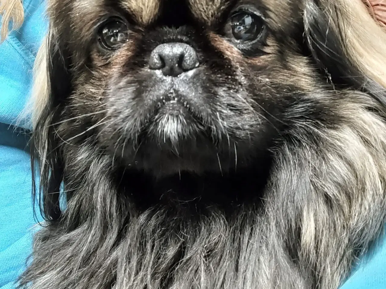 Billede 3 - Pekingenser hvalpe 