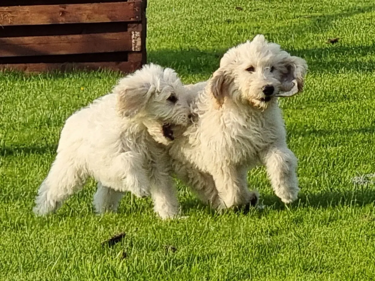 Billede 2 - skønheder Golden doodle hvalpe