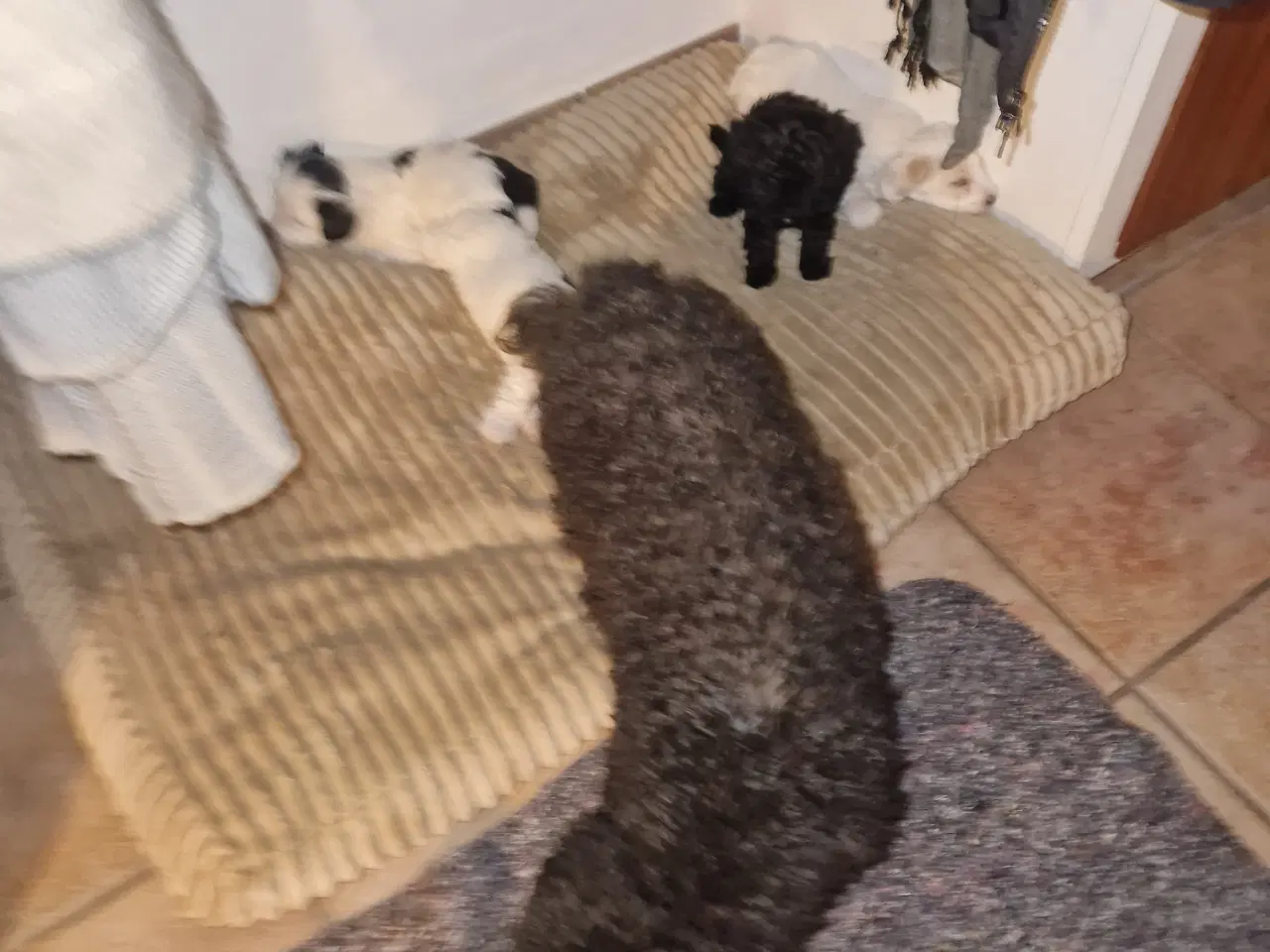 Billede 7 - Maltipoo hvalpe