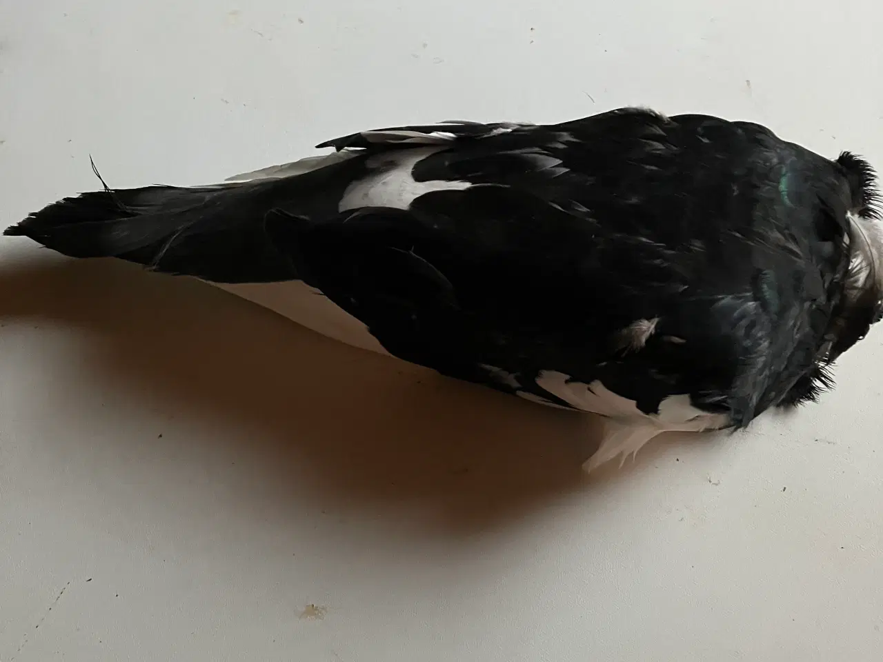 Billede 1 - Duer og kaniner