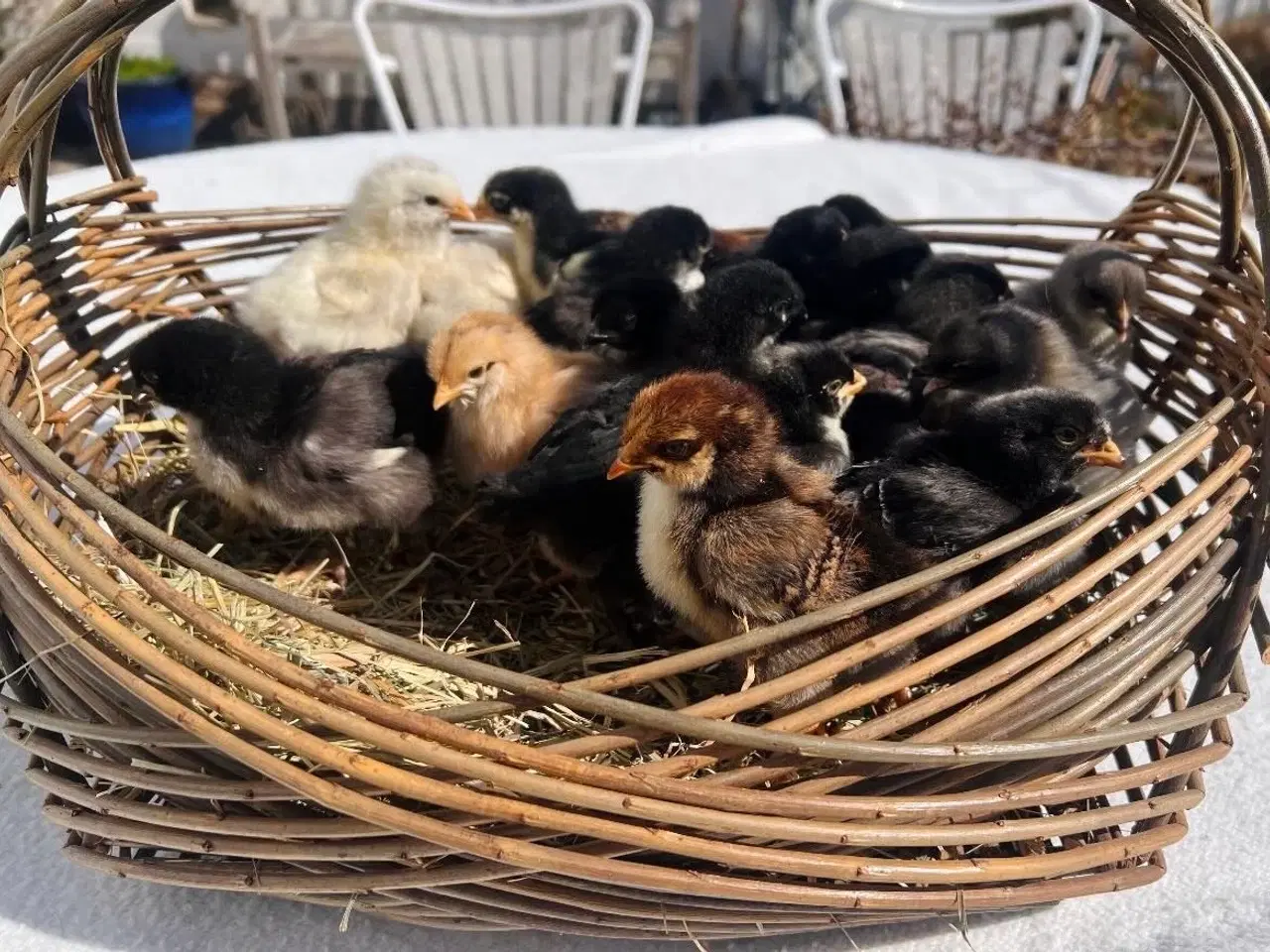 Billede 2 - Små kyllinger/daggamle kyllinger 