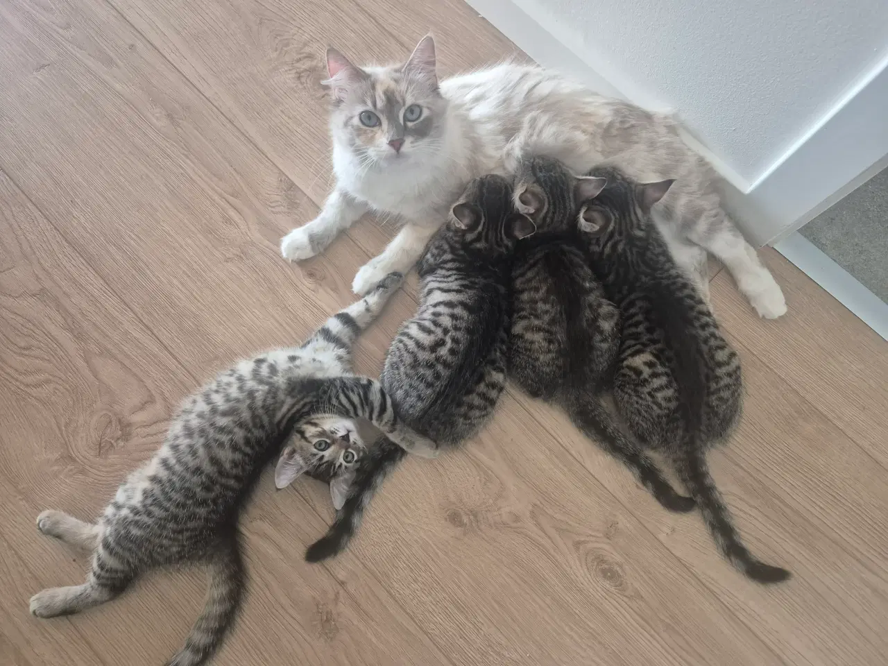 Billede 10 - Killinger - Ragdoll blanding