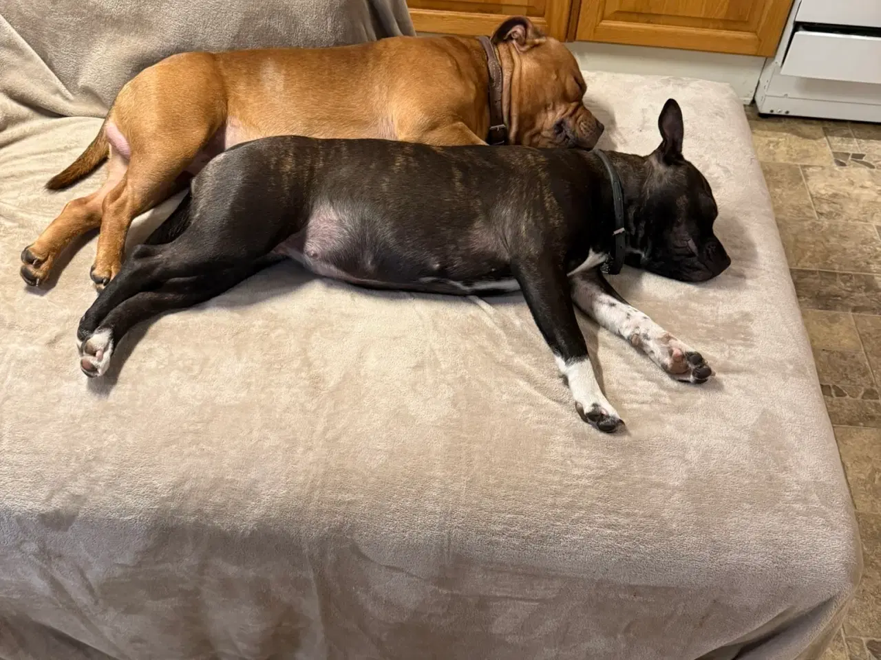 Billede 4 - Staffordshire Bull Terrier - Skøn hanhund