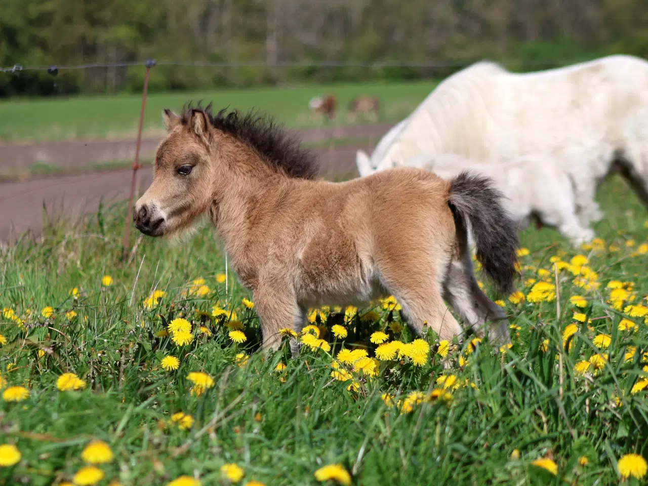 Billede 5 - Buckskin shetlandspony hingsteføl fra 25. 