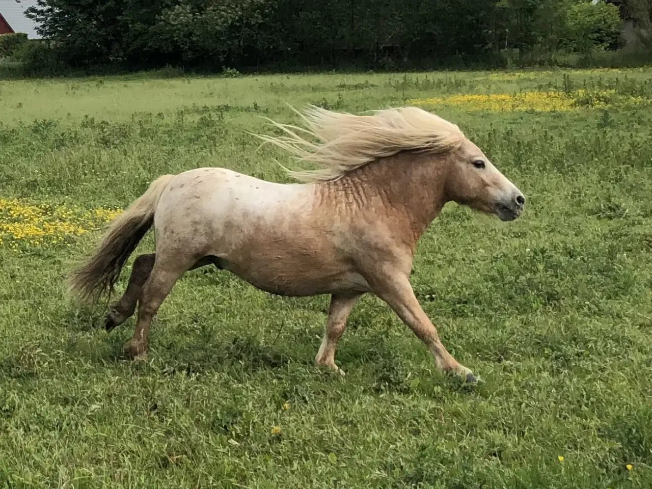 Billede 20 - Hingste