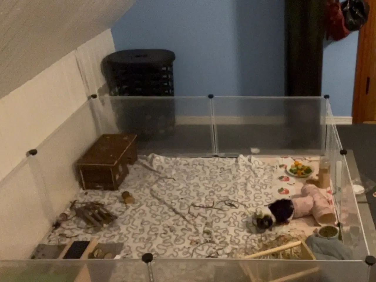 Billede 7 - Marsvine søger kærligt hjem (tilbehør følger med)