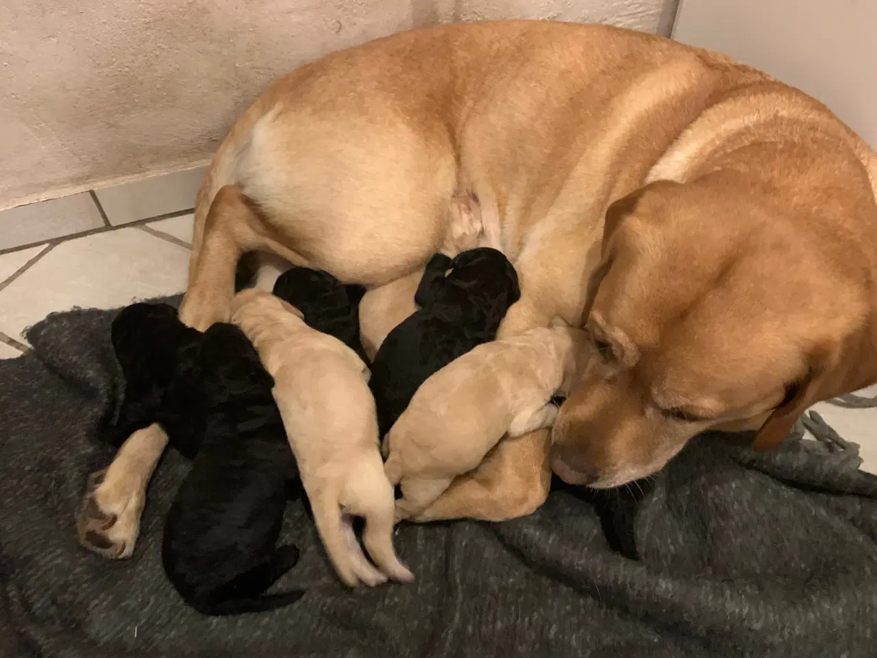 Billede 1 - Lækre Labradoodle hvalpe 