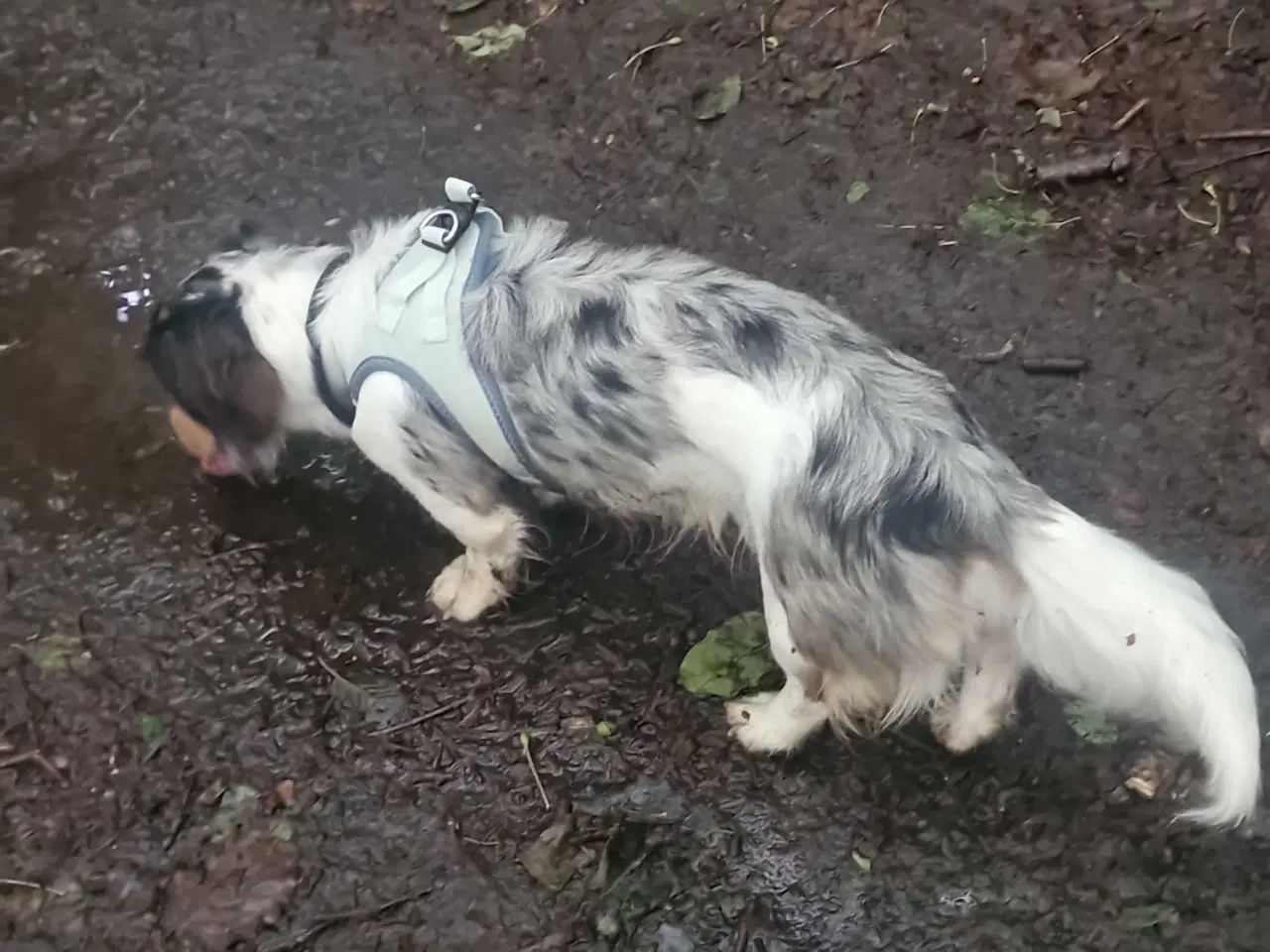 Billede 2 - Parring merle Gravhund han