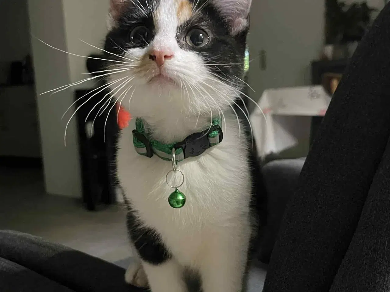 Billede 10 - Hun-killing Maine Coon-blanding