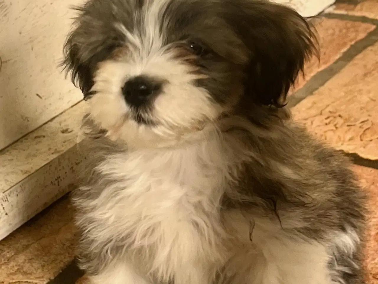 Billede 14 - Skønneste og gladeste tævehvlap