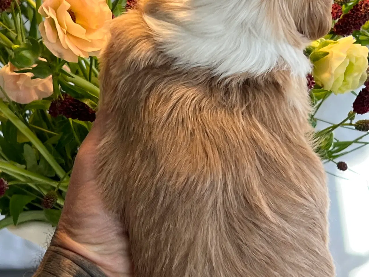 Billede 5 - Smukke Røde & Abrikos 