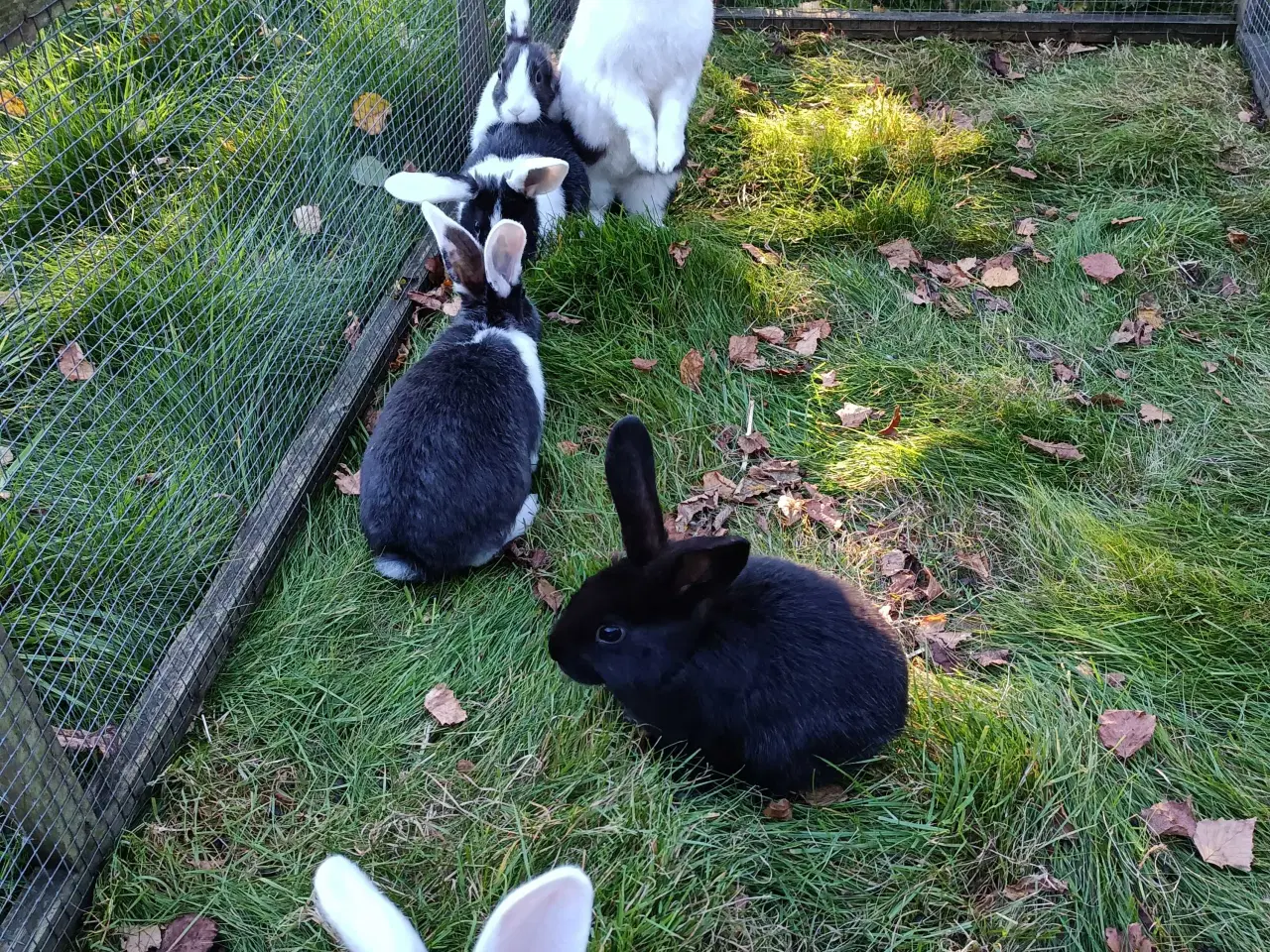 Billede 2 - Hvid Land/Hollænder kuld til salg.