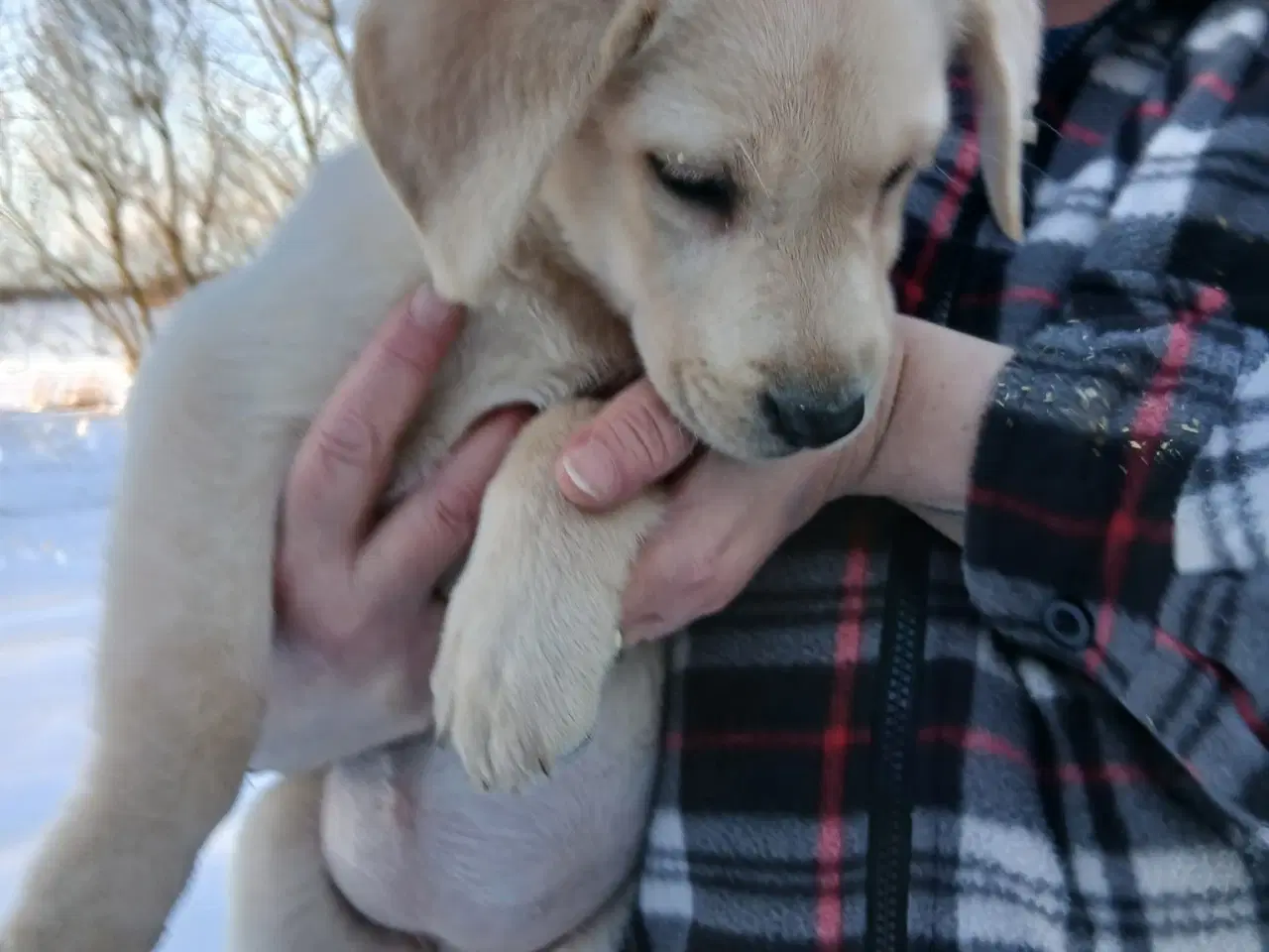 Billede 2 - Labrador tæve sælges 