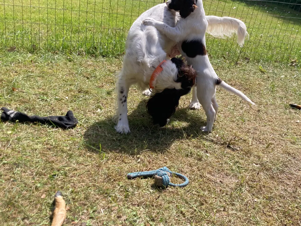 Billede 7 - Springer Spaniel Flytte klar Nu