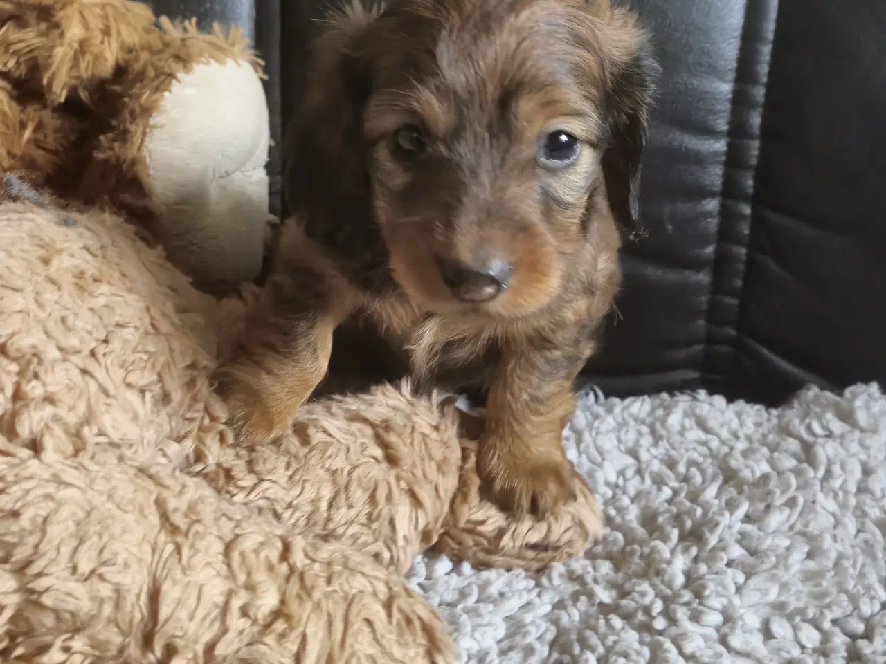 Billede 10 - lang Håret Dværg/Mini Gravhund