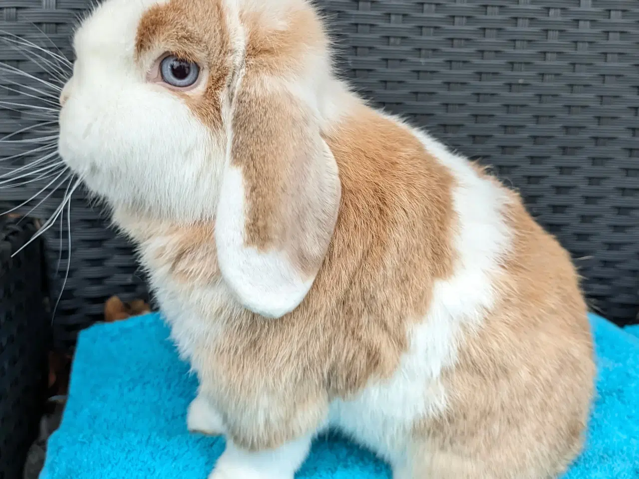 Billede 3 - Minilop kaninpar