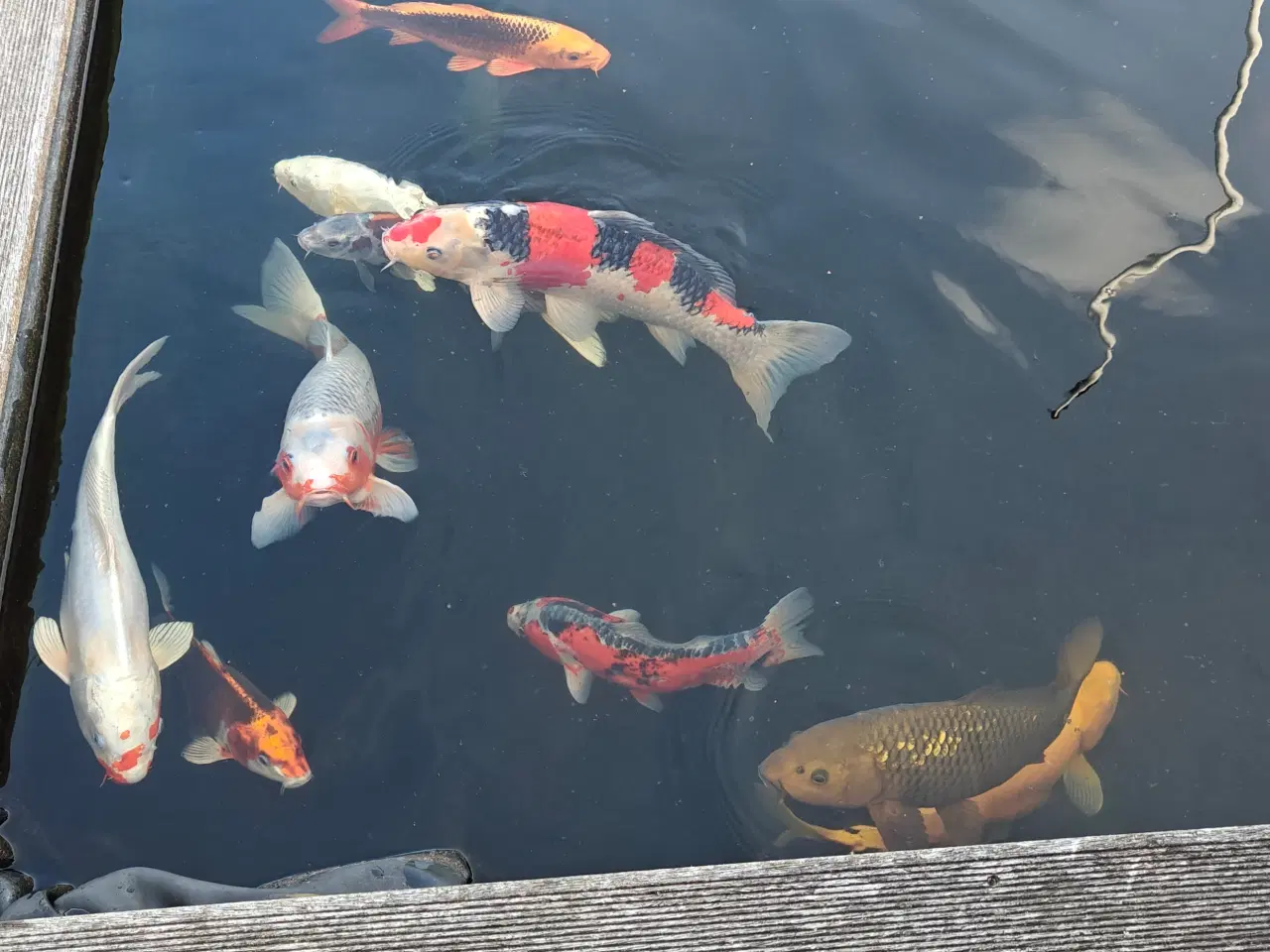 Billede 3 - Japanske koi'er 