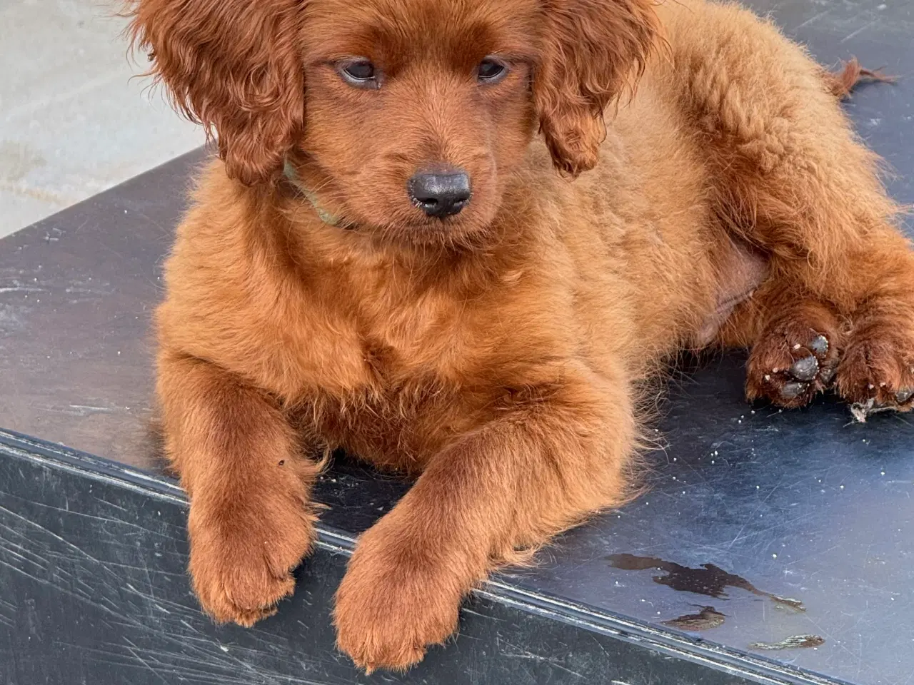 Billede 4 - Cavapoo færdig vaccineret med pas  klar til sommer