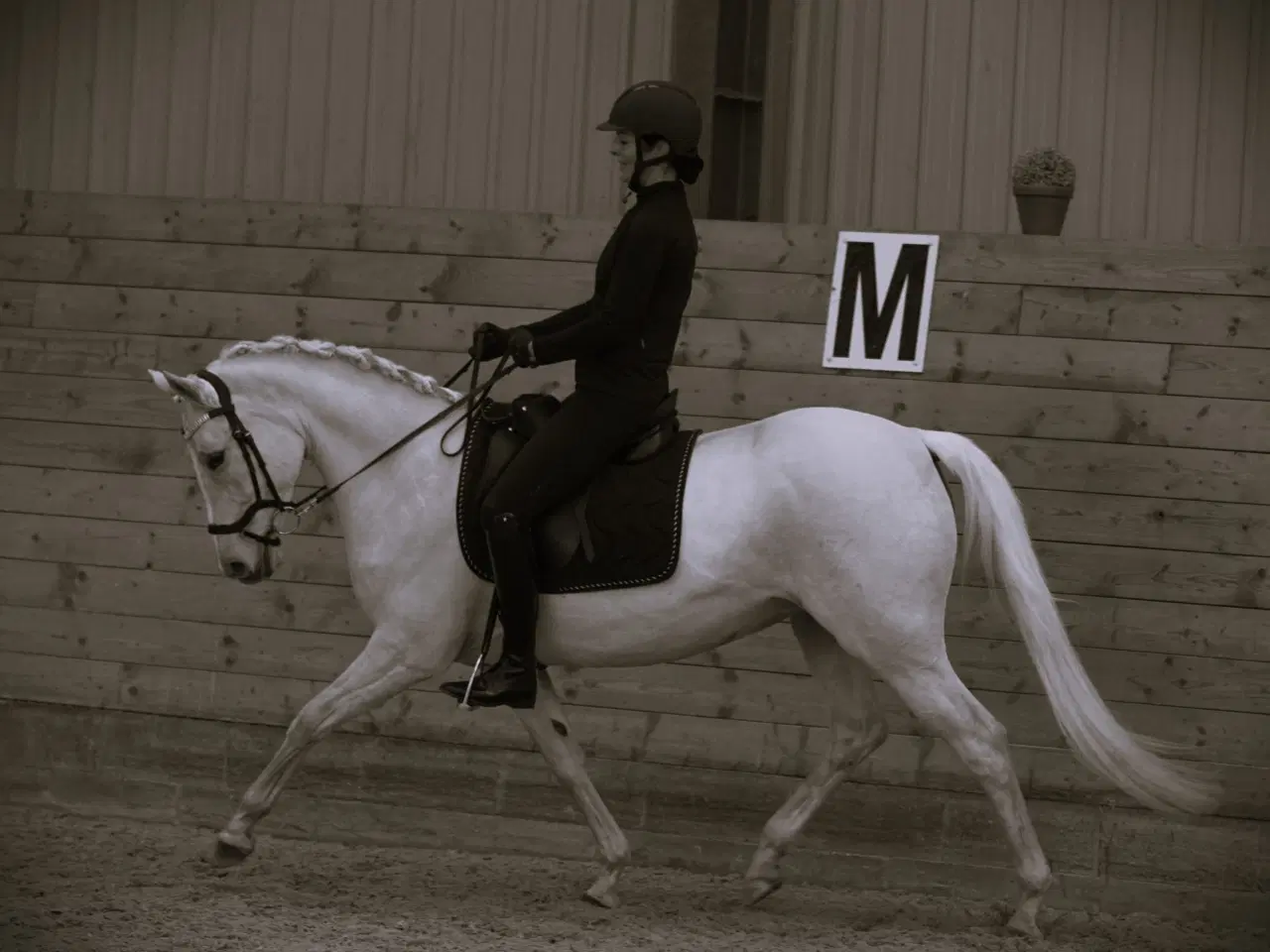 Billede 3 - Pony hoppe 