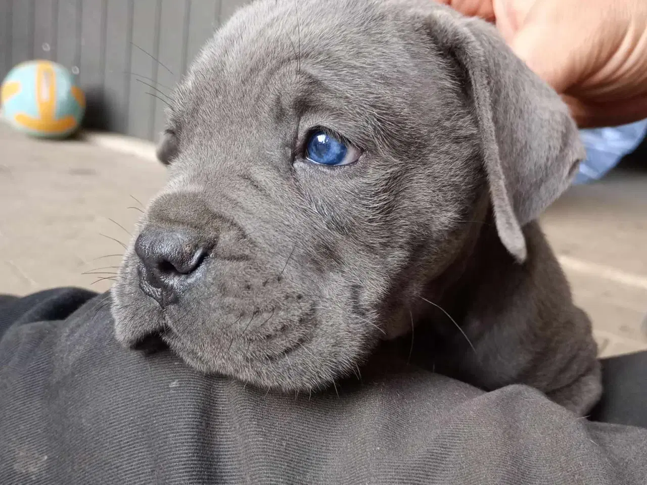 Billede 3 - Cane Corso Italiano hvalp 