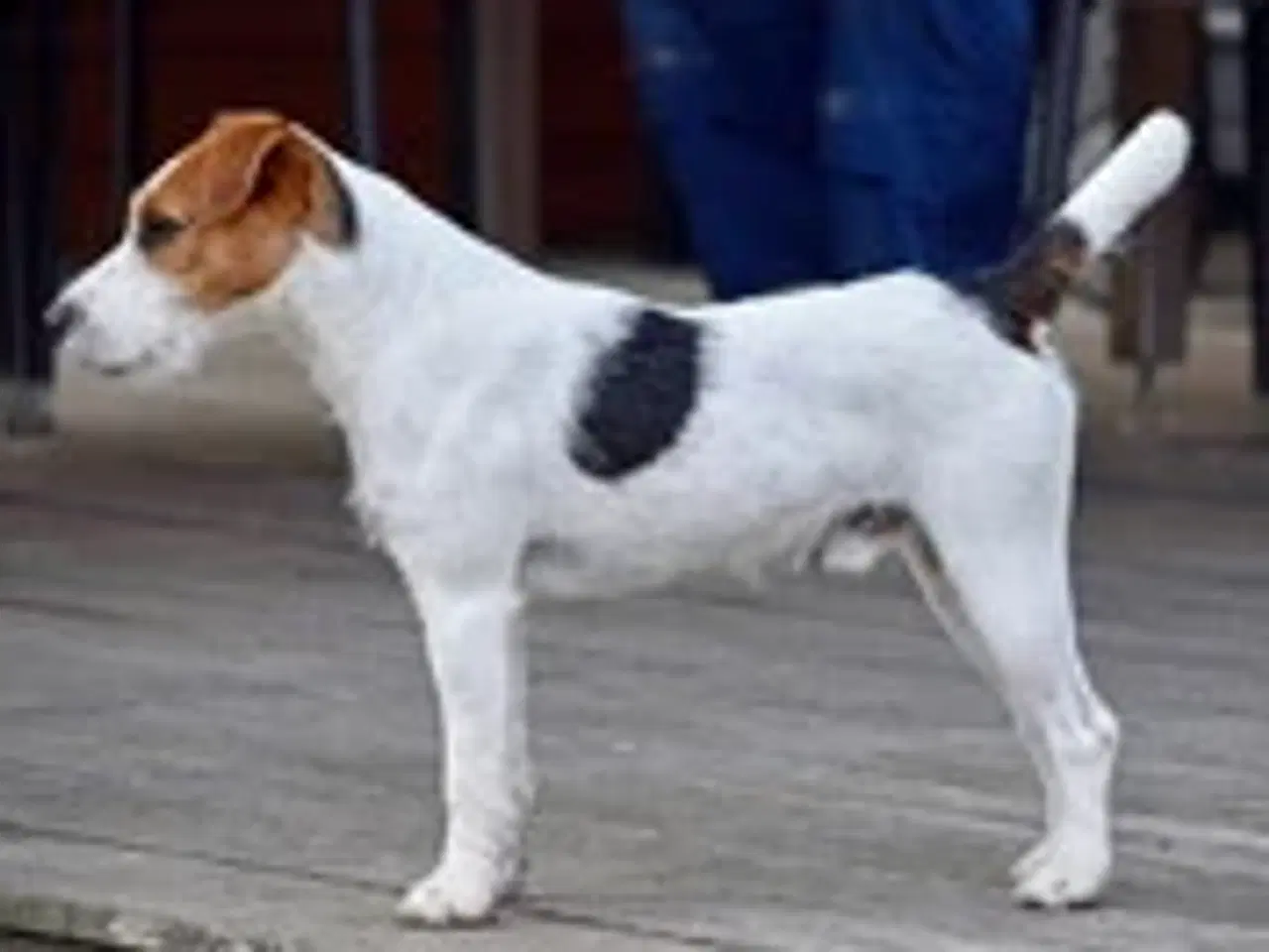 Billede 13 - Jack Russel Hvalpe
