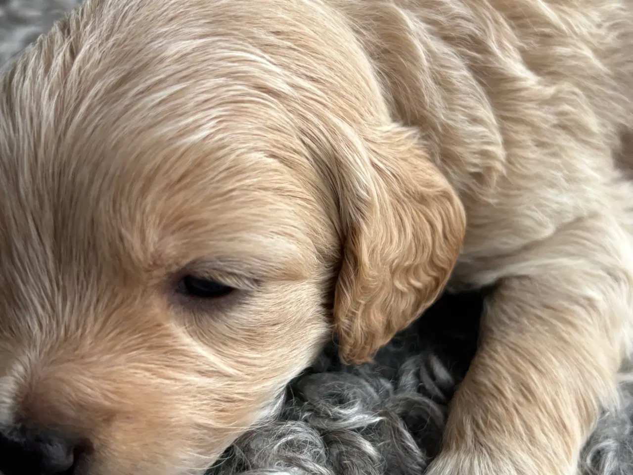 Billede 18 - Toy Cockapoo Doodle / Labradoodle