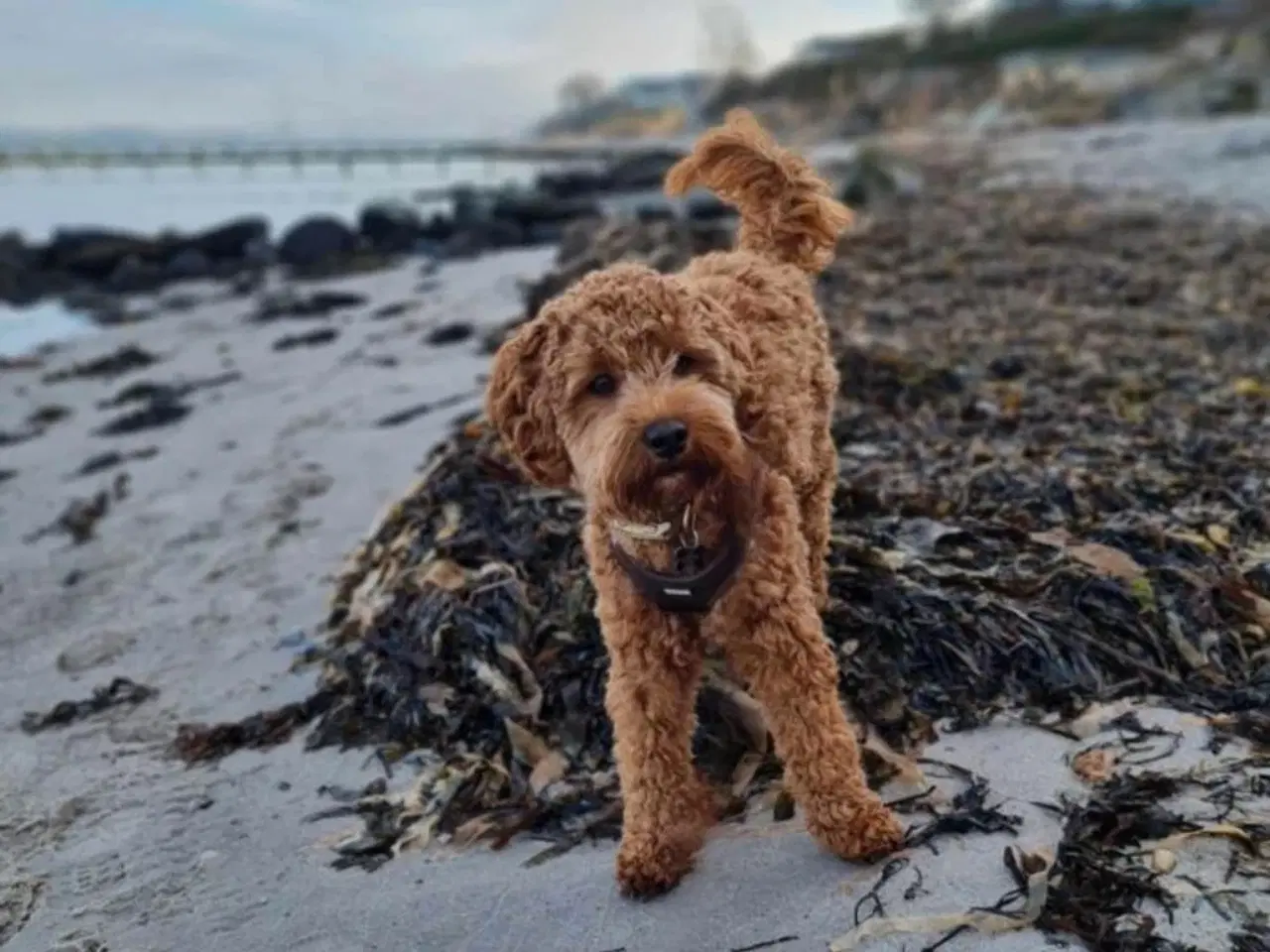 Billede 8 - Cockerpoo hvalpe 