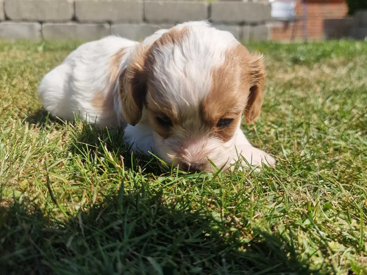 Billede 3 - Cavapoo