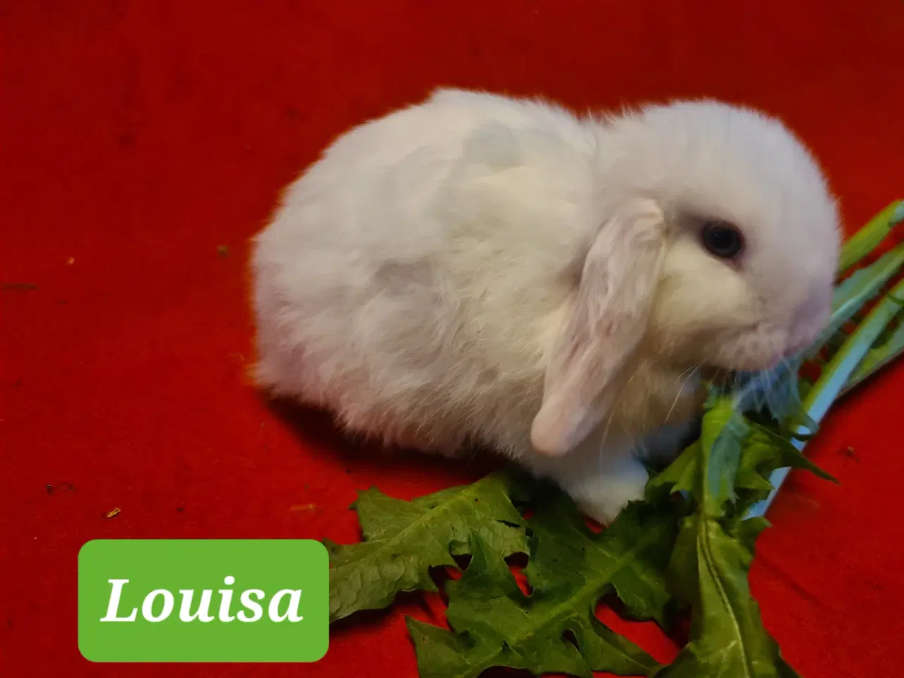 Billede 6 - Mini Lop Kaninunger 