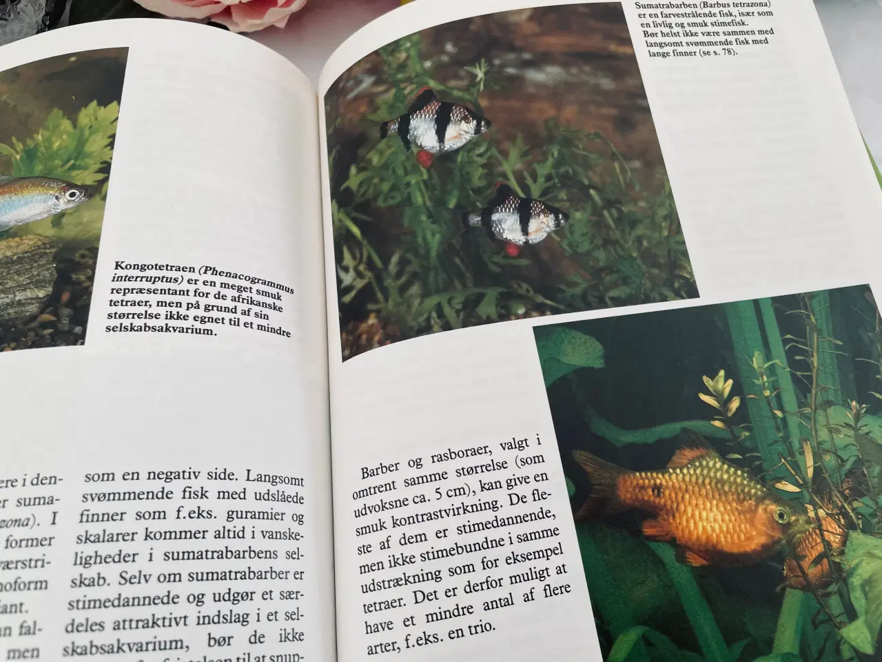 Billede 5 - Akvarie bogen + Akvarie håndbogen 