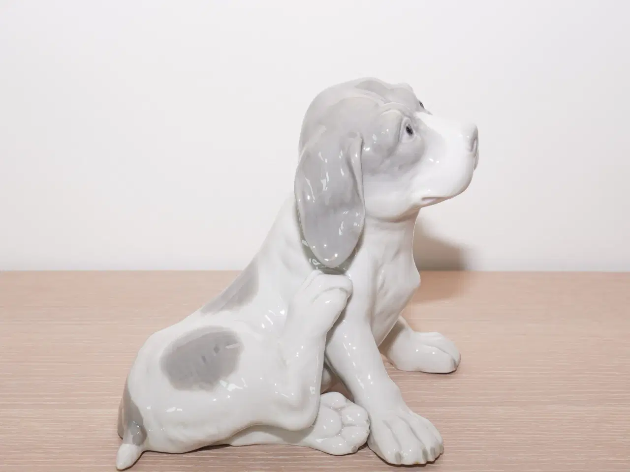 Billede 4 - Stor 110 år gl hund / pointer hvalp f Heubach