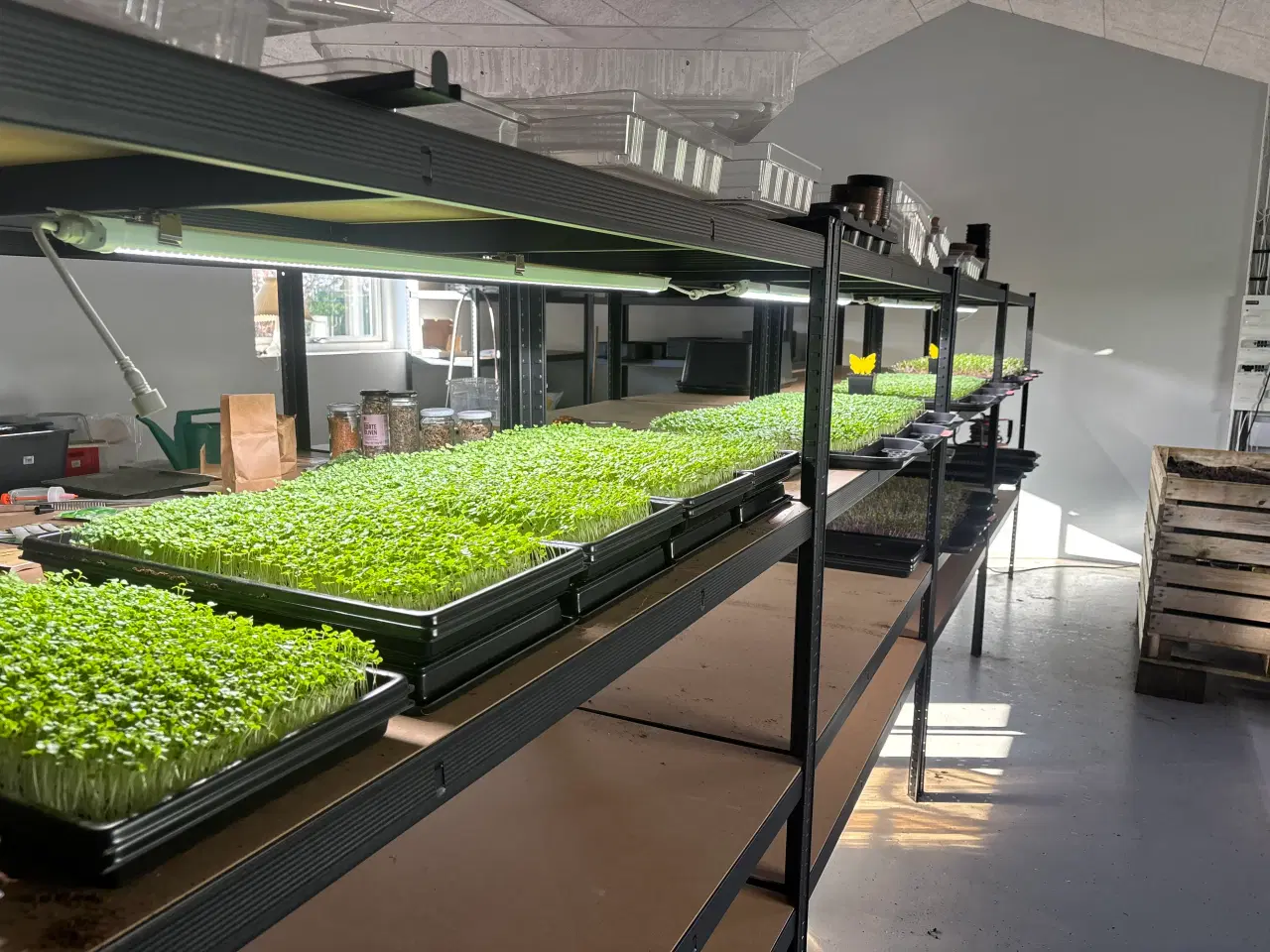 Billede 3 - Mikrogrønt - Broccoliskud