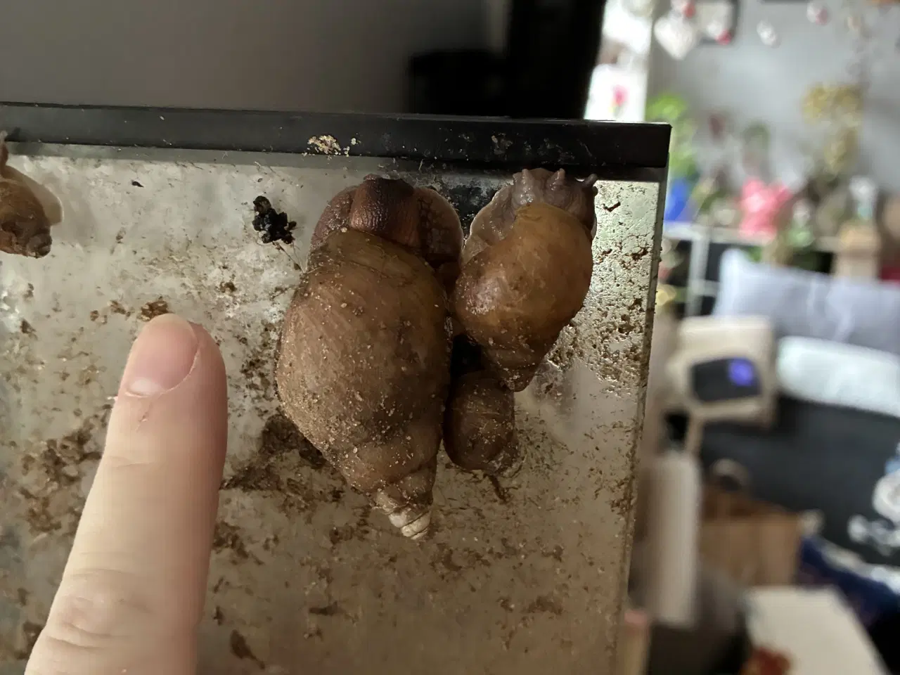 Billede 1 - Afrikanske/congo snegle