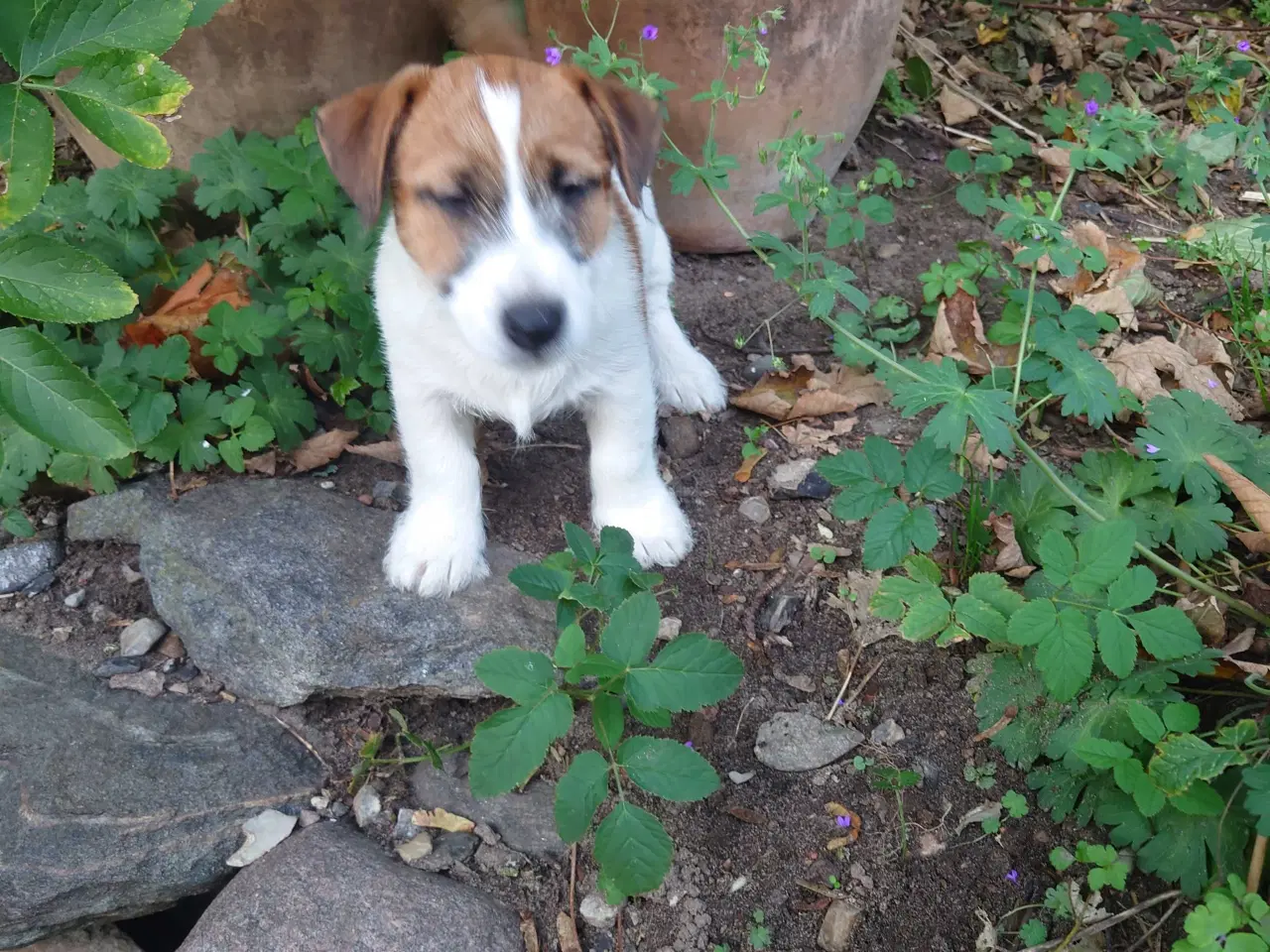 Billede 5 - Jack Russell hvalpe 