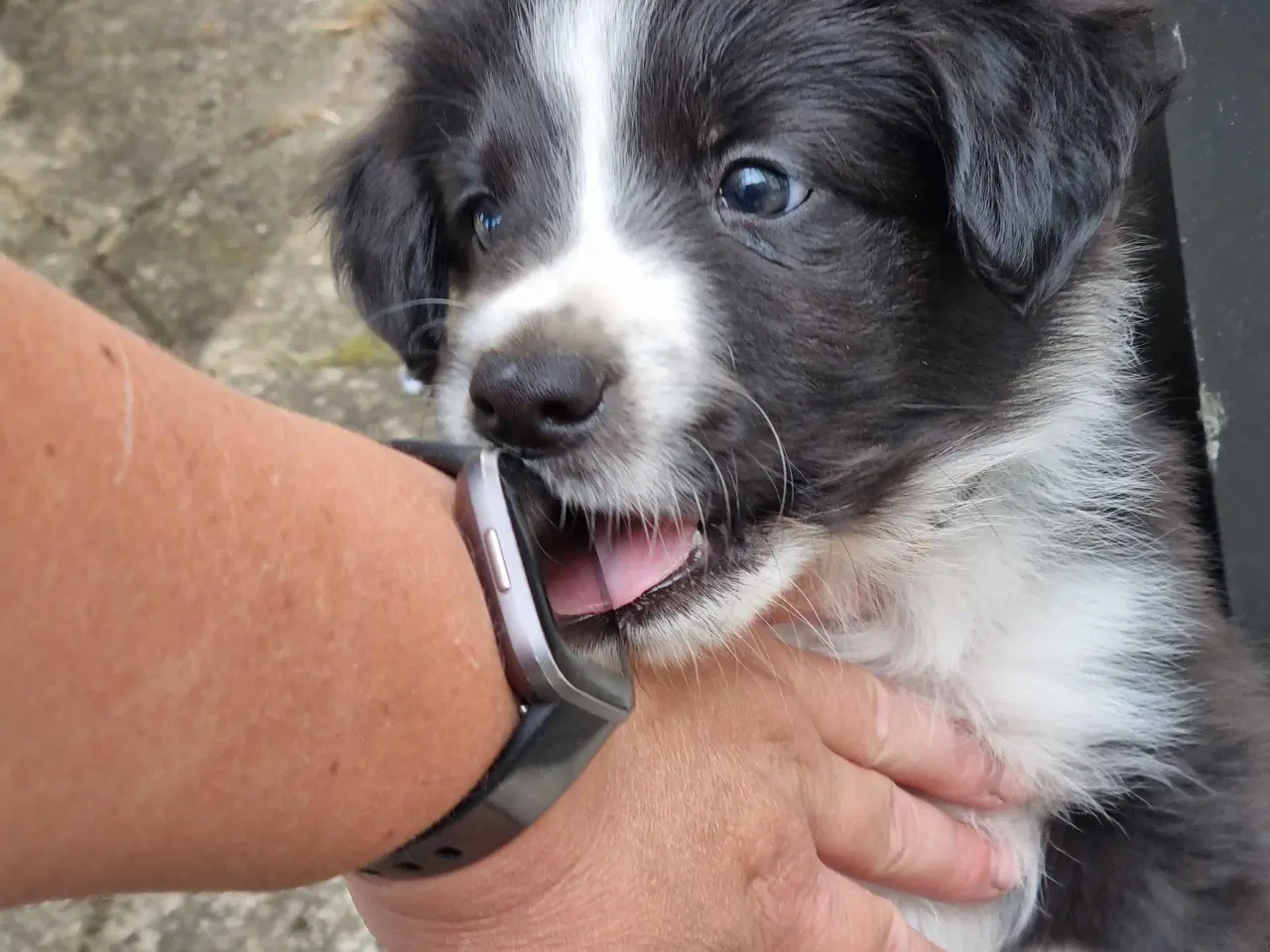 Billede 5 - Border collie hvalpe med stamtavle og gode linjer