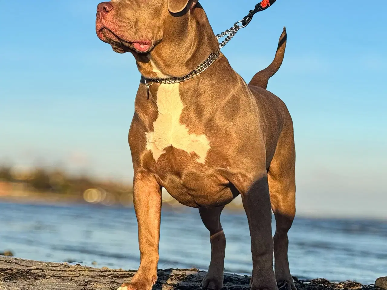 Billede 3 - American Bully XL hvalpe