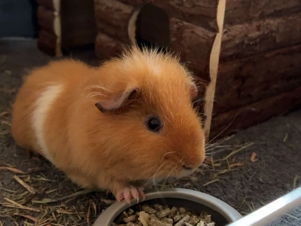 Billede 3 - To han marsvin 