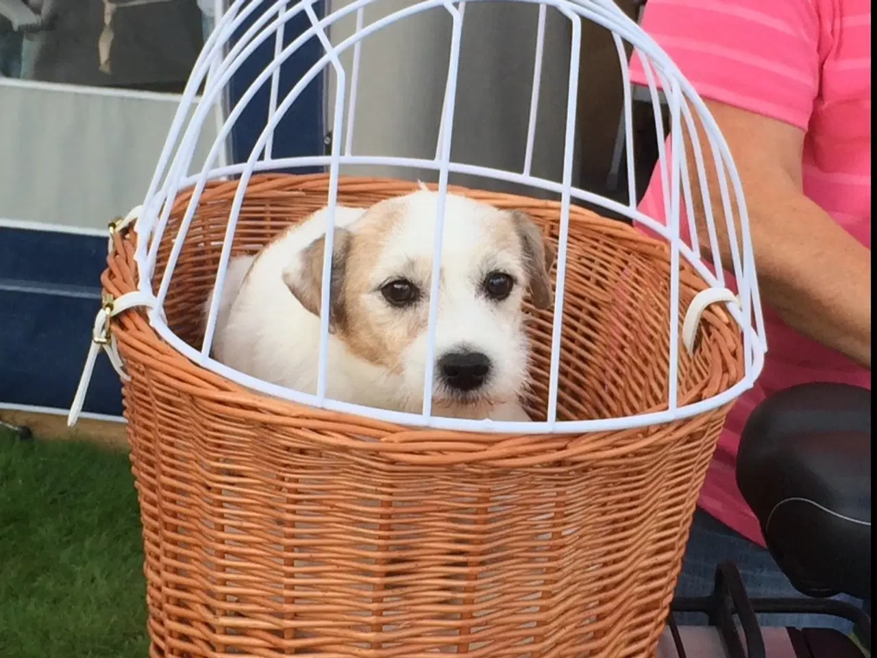 Billede 2 - Cykelkurv til transport af hund/kat