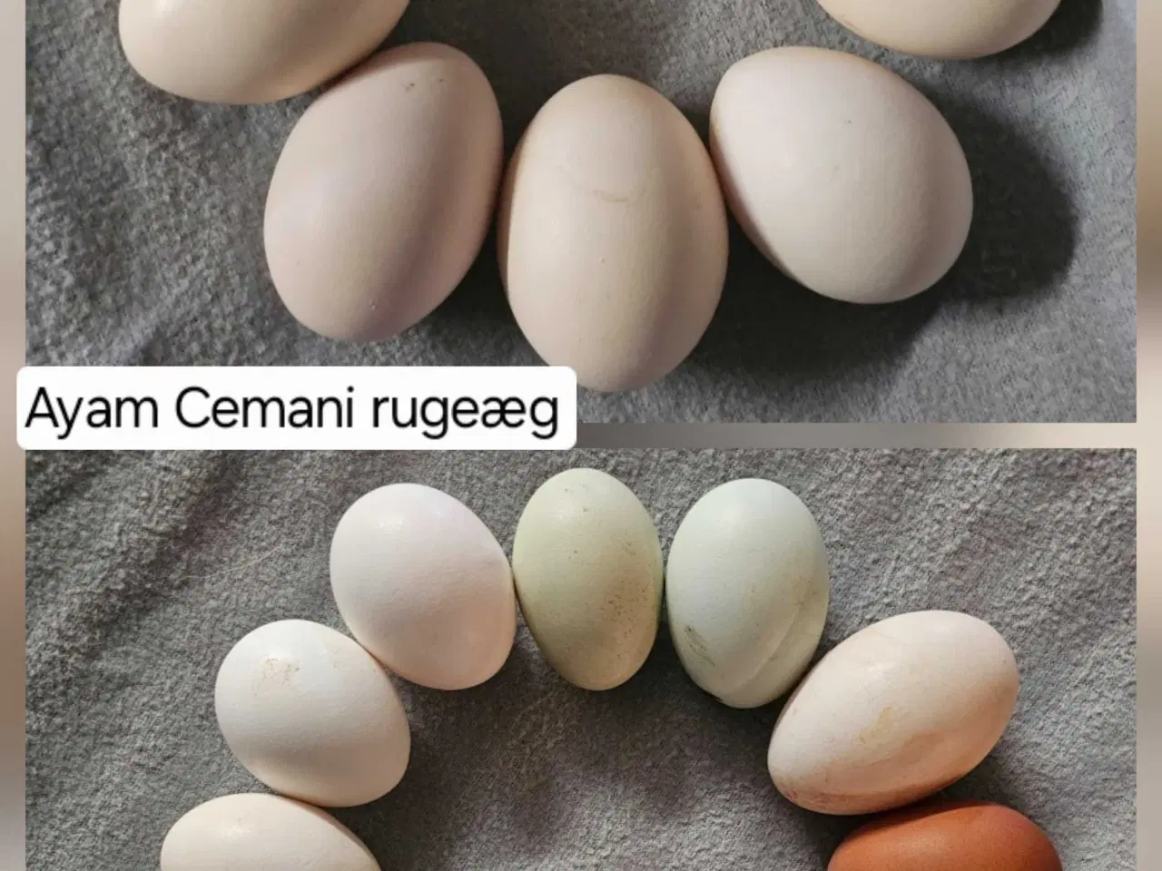 Billede 5 - Ayam Cemani rugeæg 